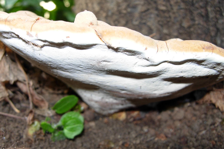 Funghi dal mio giardino (Phellinus punctatus)